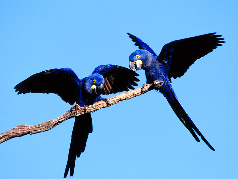 Hyacinth Macaw Pair